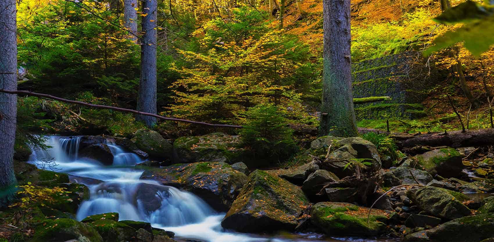 Intestazione blog herbana. Ruscello attraversa un bosco